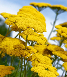 Achillea 'Coronation Gold'